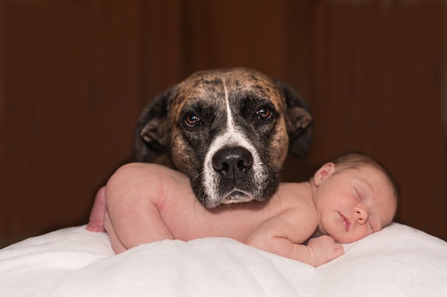 旦那の実家の犬から赤ちゃんを守る！賢いママになる２つの心得
